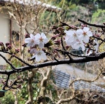 桜